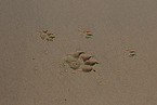 pawprints