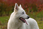 adult Berger Blanc Suisse