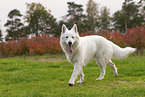adult Berger Blanc Suisse