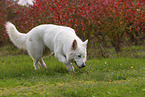 adult Berger Blanc Suisse