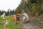 4 dogs