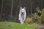 adult Berger Blanc Suisse