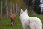 2 dogs