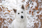 female Berger Blanc Suisse