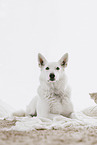 Berger Blanc Suisse in the flat
