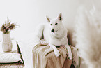 Berger Blanc Suisse in the flat