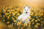 Berger Blanc Suisse Puppy