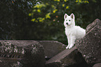Berger Blanc Suisse Puppy