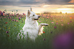 male Berger Blanc Suisse