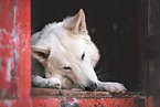 male Berger Blanc Suisse