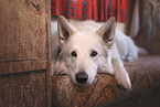 male Berger Blanc Suisse
