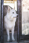 male Berger Blanc Suisse