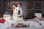 male Berger Blanc Suisse