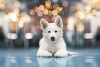 Berger Blanc Suisse Puppy