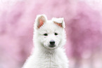 Berger Blanc Suisse Puppy