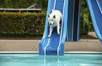 Berger Blanc Suisse at swimming bath