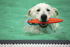 Berger Blanc Suisse at swimming bath