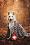 old Berger Blanc Suisse