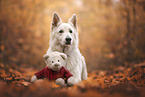 old Berger Blanc Suisse