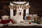 Berger Blanc Suisse