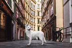 young Berger Blanc Suisse
