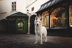 young Berger Blanc Suisse