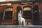 young Berger Blanc Suisse