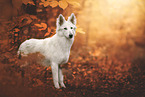 young Berger Blanc Suisse