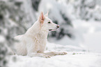 Berger Blanc Suisse in the snow