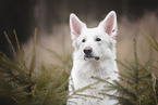 Berger Blanc Suisse Portrait