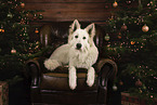 Berger Blanc Suisse
