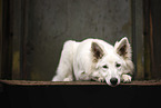 Berger Blanc Suisse