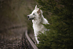Berger Blanc Suisse