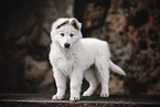 Berger Blanc Suisse Puppy
