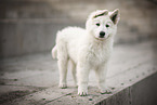 Berger Blanc Suisse Puppy