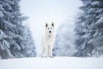 Berger Blanc Suisse