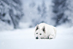 Berger Blanc Suisse