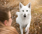 Berger Blanc Suisse