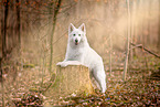 Berger Blanc Suisse