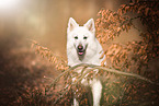 Berger Blanc Suisse