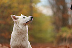 Berger Blanc Suisse