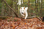 Berger Blanc Suisse