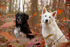 Berger Blanc Suisse