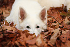 Berger Blanc Suisse