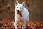 Berger Blanc Suisse