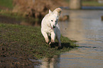 Berger Blanc Suisse