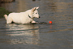 Berger Blanc Suisse