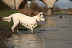 Berger Blanc Suisse