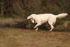 Berger Blanc Suisse