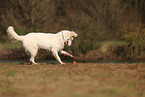 Berger Blanc Suisse
